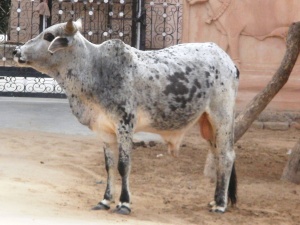 Grey bull with black spots